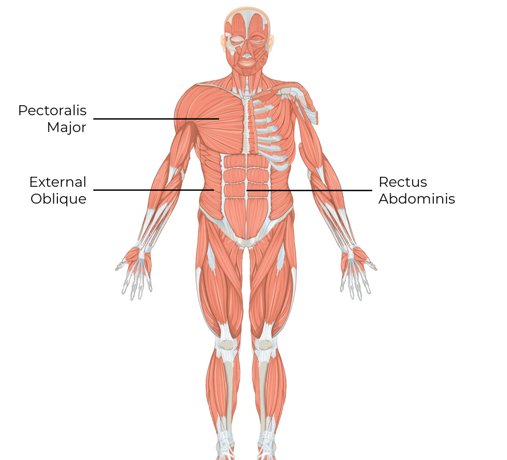 Posterior and anterior view of the pectoralis major, external oblique and rectus abdominis.