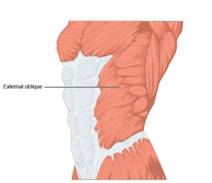 Location of the external oblique
