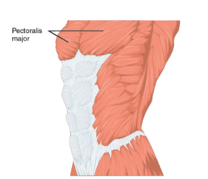 Location of the pectoralis major