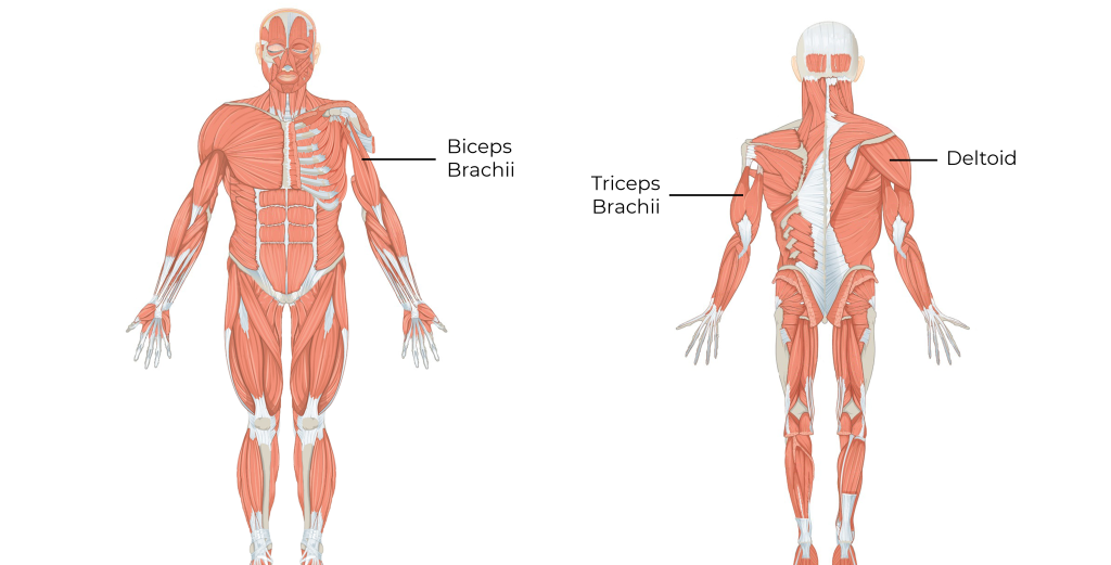 Anterior and posterior location of the biceps brachii, triceps brachii and deltoid