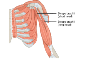 Location of the biceps brachii (short head) and biceps brachii (long head).