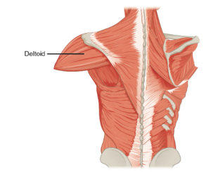 Location of the deltoid.