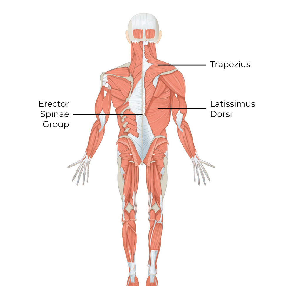 Anterior view of the erector spinae group, trapezius and latissimus dorsi