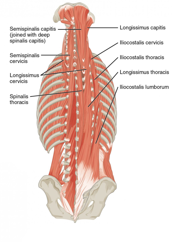 Location of the erector spinae group