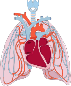 The lungs and heart