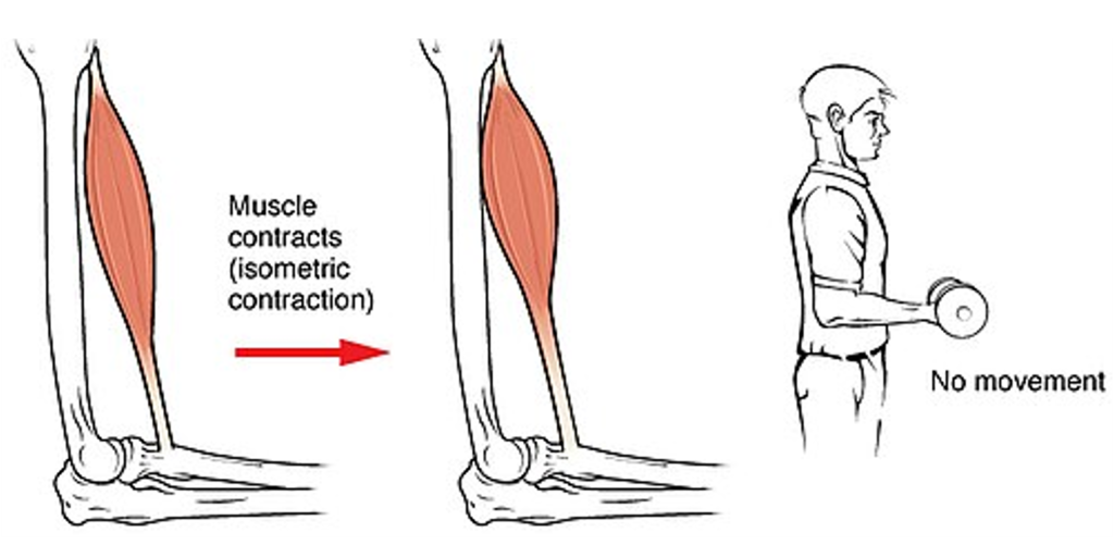 The muscles contracts (isometric contraction) when the biceps brachii statically holds a dumbbell.