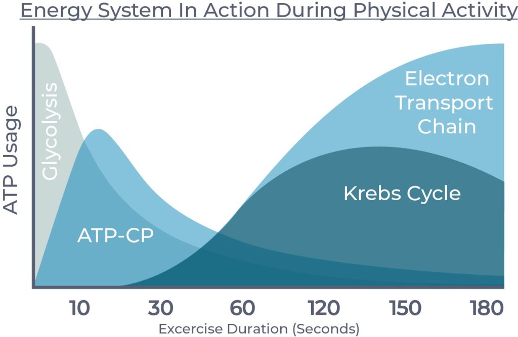 Energy System in Action During Physical Action versus ATP Usage graph