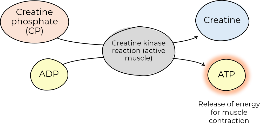 ATP Pathway diagram