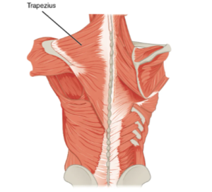 Location of the trapezius