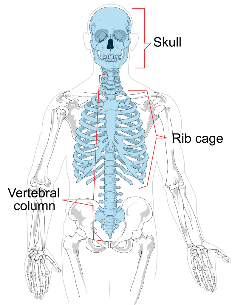 A skeleton with the skull, rib cage and vertebral column highlighted and labelled.