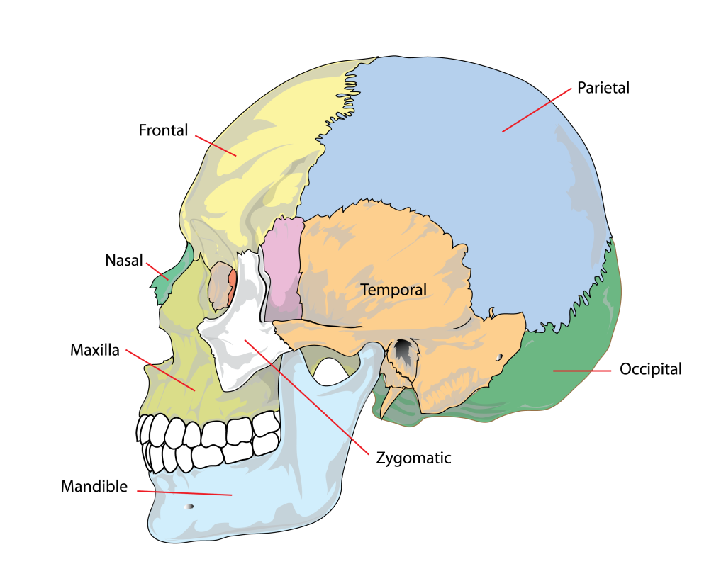 Skull with labels. See text below.