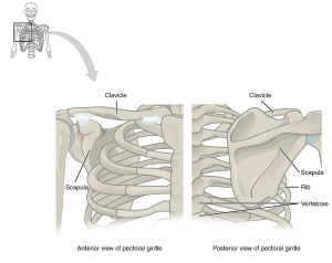 Bones of the shoulder include clavicle and scapula.