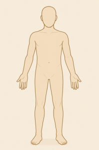 The human body is facing forward, with palms facing forward showing anatomical position.