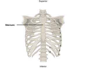 The rib cage and sternum.