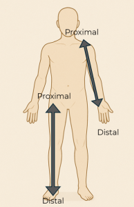 Anatomical position of the human body using arrows to show proximal and distal positioning.