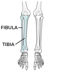 Fibula and Tibia