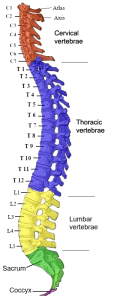 The three parts that make up the Vertebral Column or spine - Cervical, Thoracic and Lumbar Vertebrae