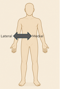 Anatomical position of the human body using an arrow to show lateral and medial positioning.