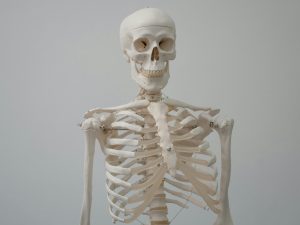 The human skeleton