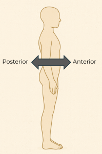 Side profile of the human body using an arrow to show posterior and anterior positioning.