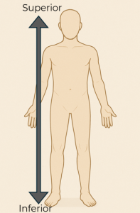 Anatomical position of the human body using an arrow to show superior and inferior positioning.