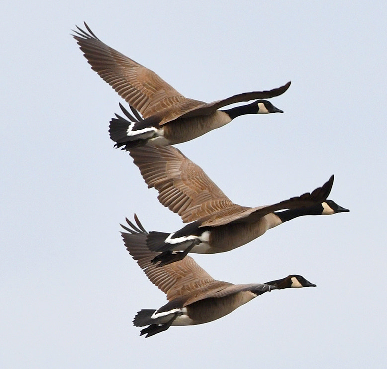 Three Canada geese flying close to each other in the sky.