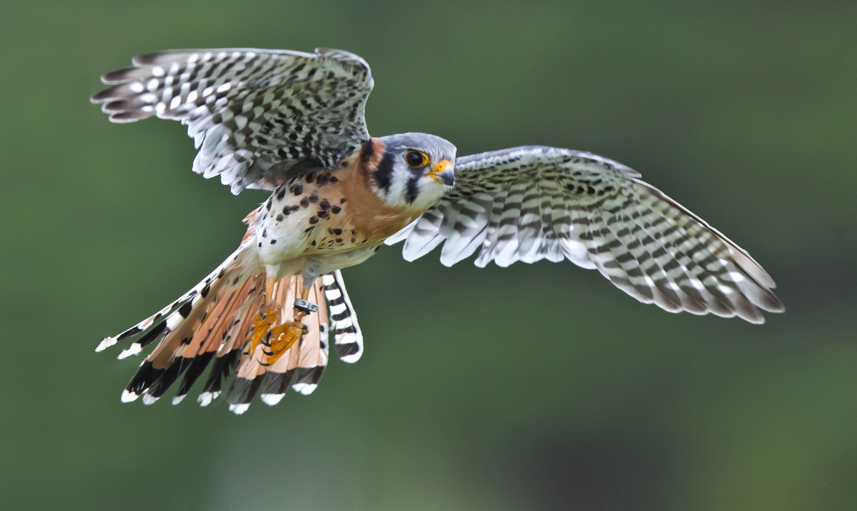 Photo of a bird in flight.