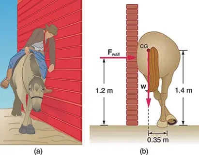 In part a, a horse is standing next to a wall with its legs crossed. A sleepy-looking rider is leaning against the wall. Part b is a drawing of the same horse from a rear view, but this time with no rider. The horse is crossing its rear legs, and its rump is leaning against the wall. The reaction of the wall F is acting on the horse at a height one point two meters above the ground. The weight of the horse is acting at its center of gravity near the base of the tail. The center of gravity is one point four meters above the ground. The line of action of weight is zero point three five meters away from the feet of the horse.