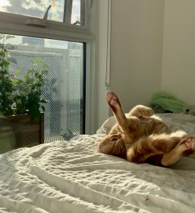 There is an orange cat on the bed. He is enjoying the sunshine comoing through the window. He is stretching by contorting his body.