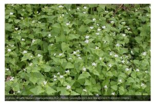 This is an image of the invasive species garlic mustard.