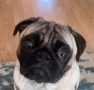 This is a picture of a pug dog.