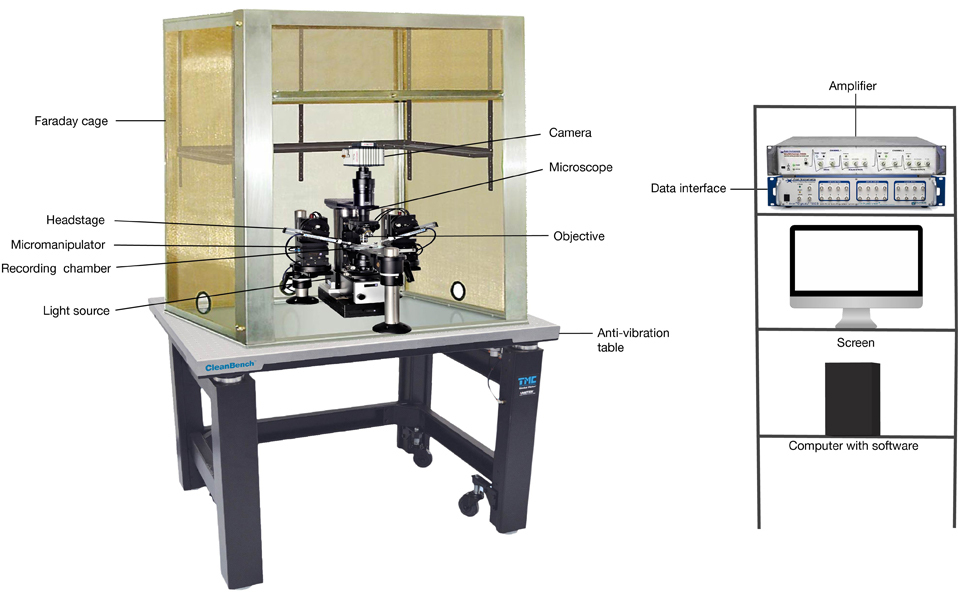 2.5 WholeCell Patch Clamp Technique Selected Topics in Health and