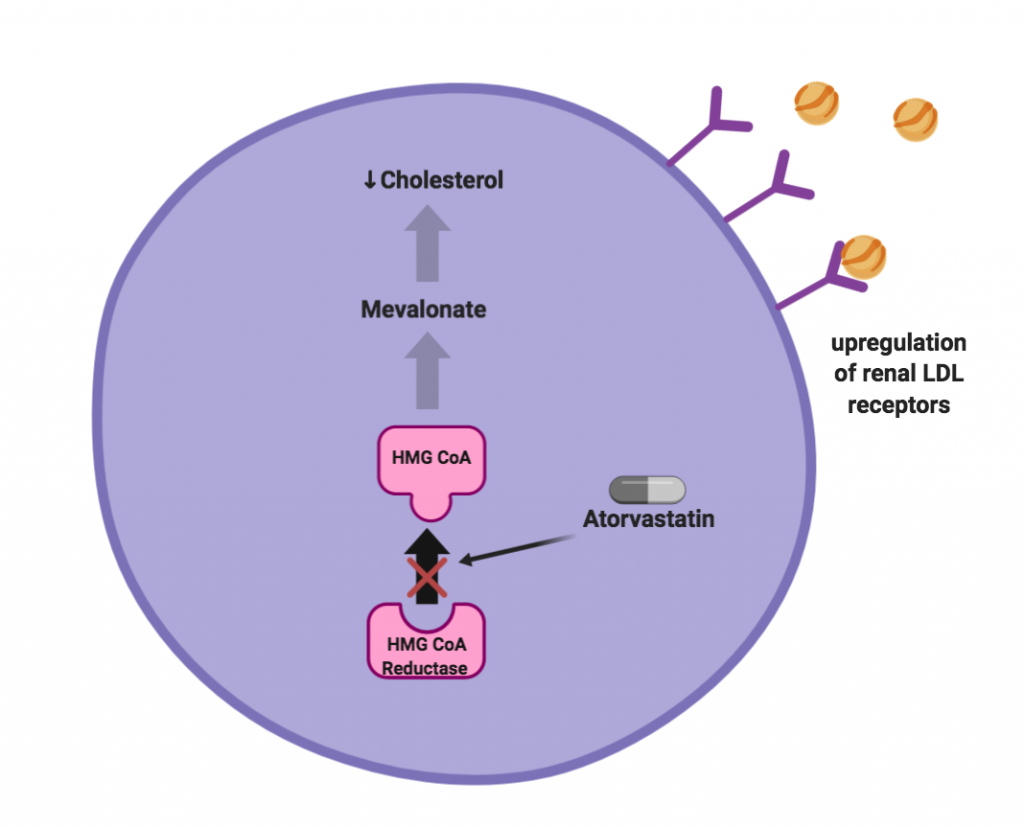 6.2 Mechanism of Atorvastatin on Cholesterol Biosynthesis Selected