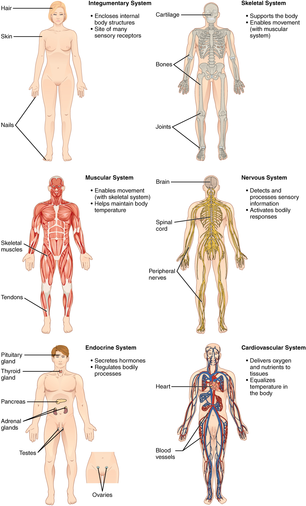 Organ systems of the human body. Image description available.
