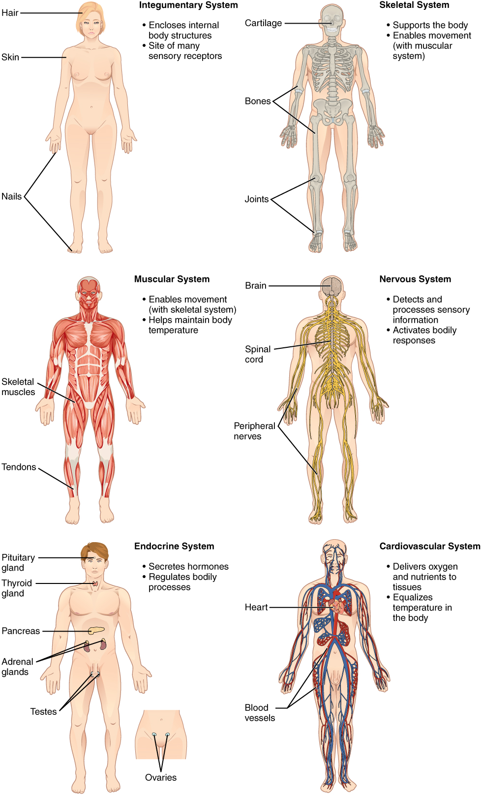 Building a Medical Terminology Foundation