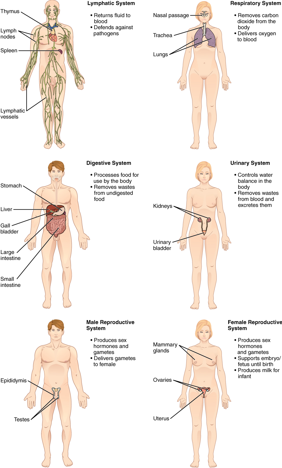 Abdominal muscles - Wikipedia