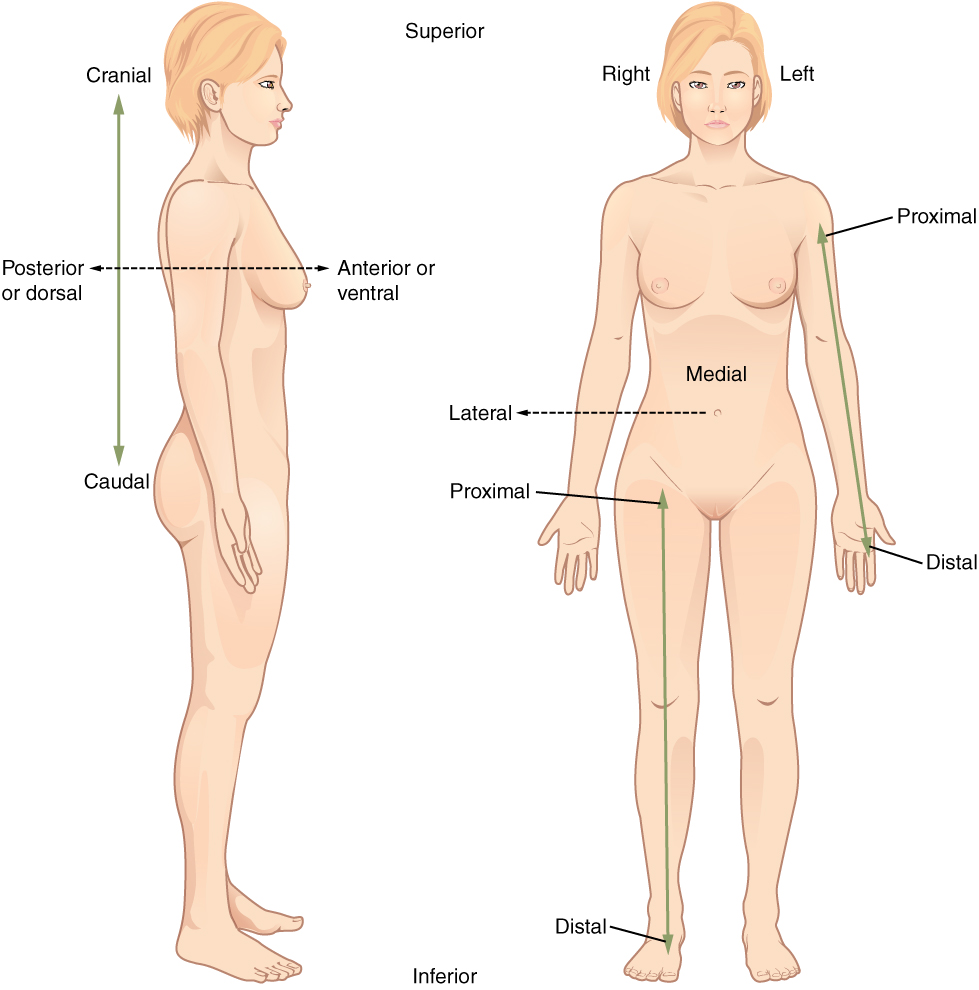 Directional terms applied to the human body. Image description available.