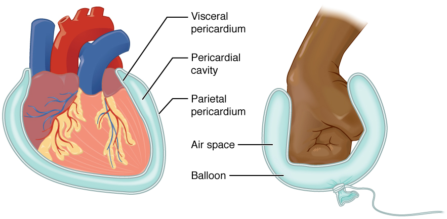 Serous membrane of the heart. Image description available.