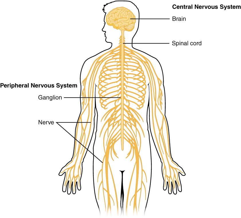 Central and peripheral nervous system. Image description available.