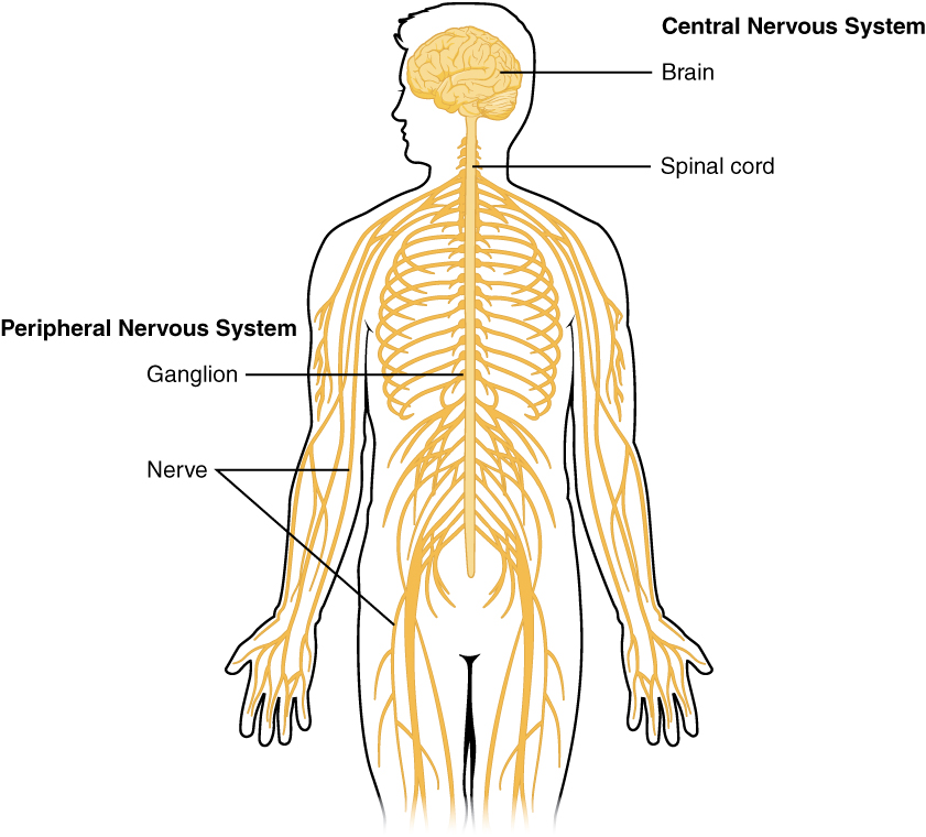 Central and peripheral nervous system. Image description available. 