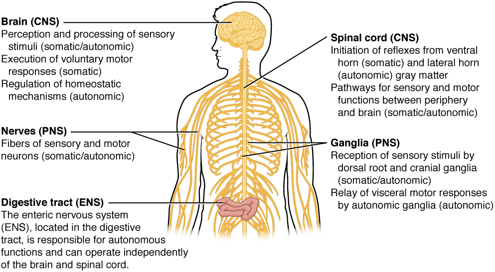 Somatic, Autonomic, and Enteric Structures of the Nervous System. Image description available.available.
