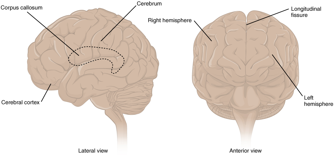 Lateral and anterior view of the cerebrum. Image description available.