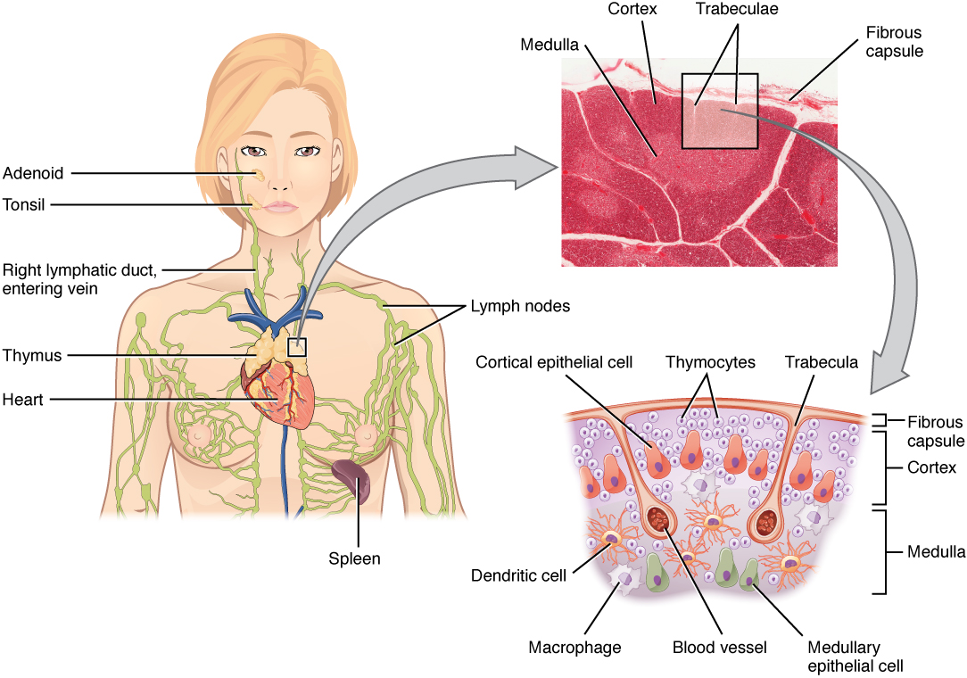 Illustration of a woman showing the location of the thymus. Image description available.