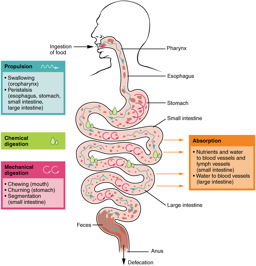 Digestive processes. Image description available.