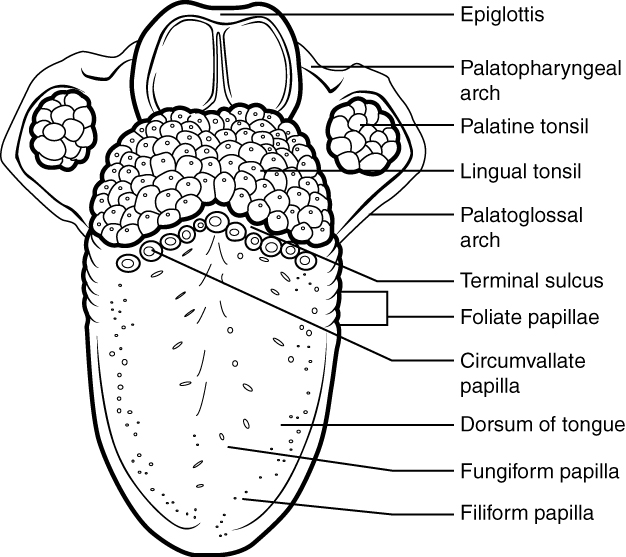 Structures of the tongue and lingual papillae. Image description available.