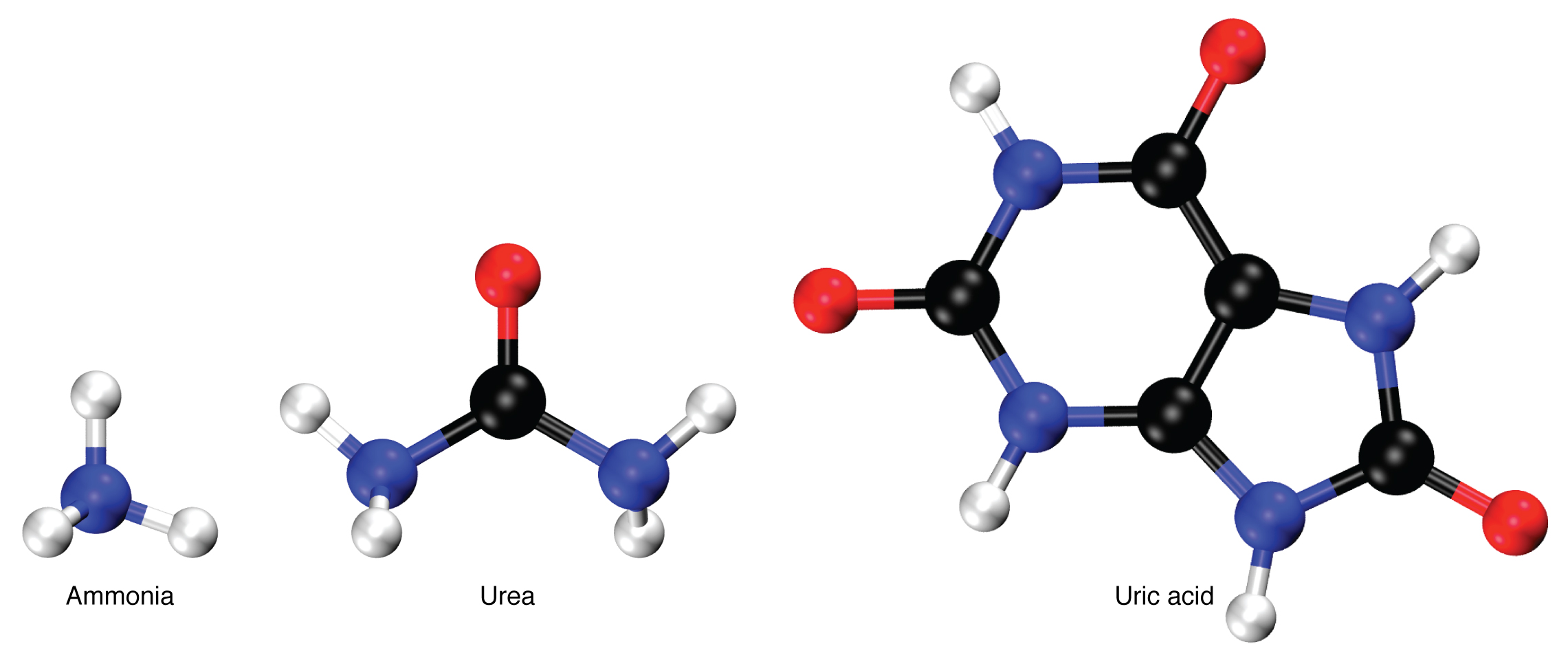 This figure shows the chemical structure of ammonia, urea, and uric acid.