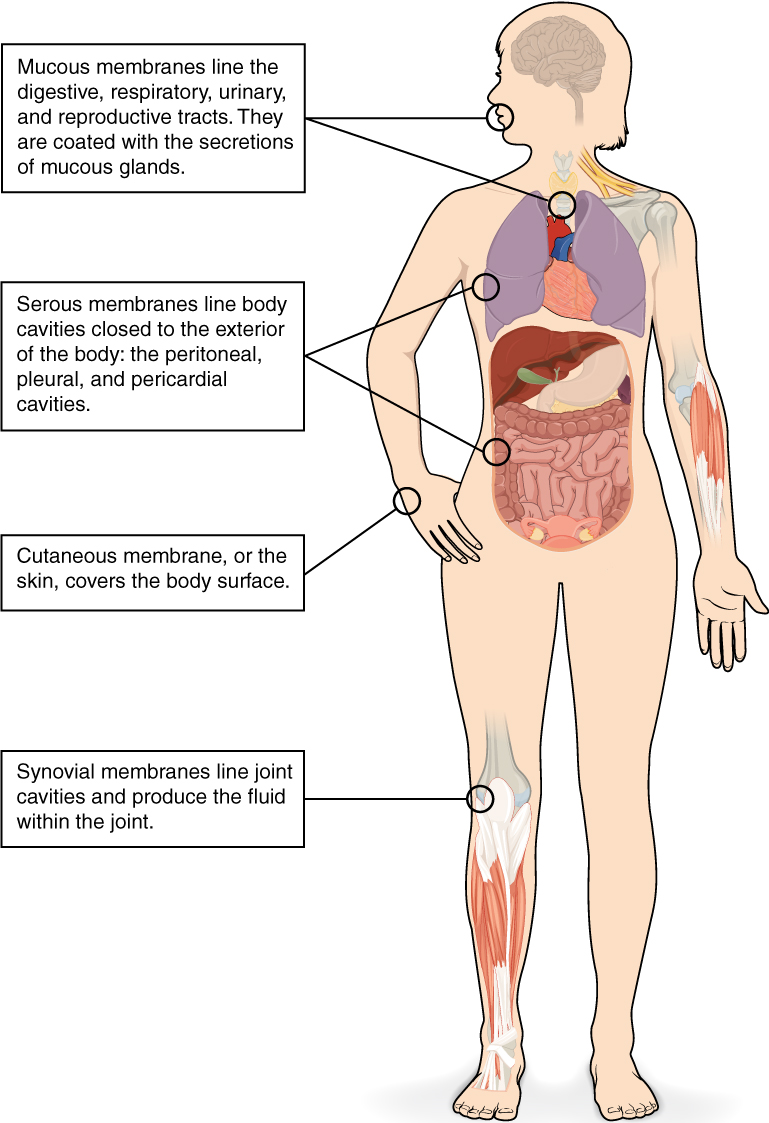 Tissue membranes in the human body with labels. Image description available.