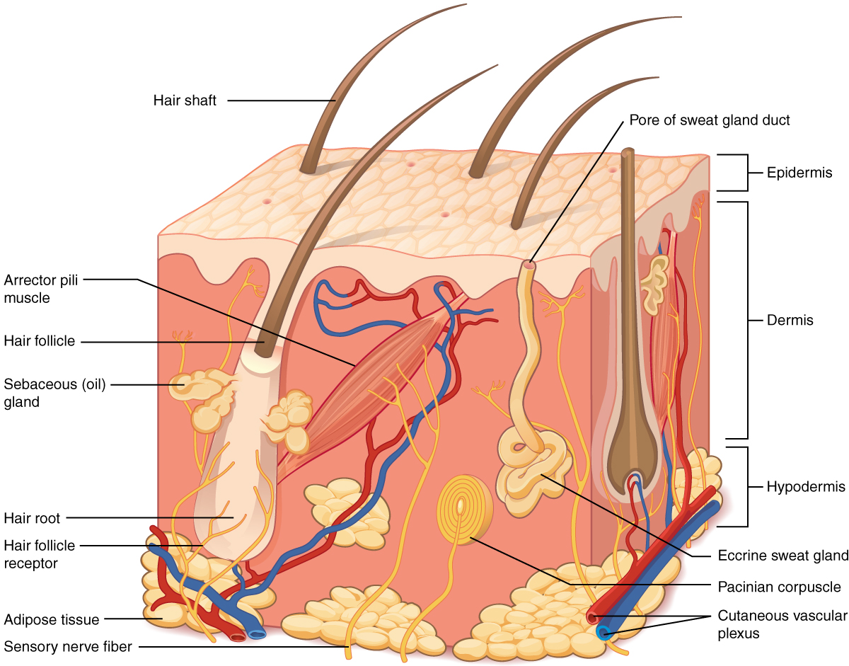 Layers of the skin. Image description available.