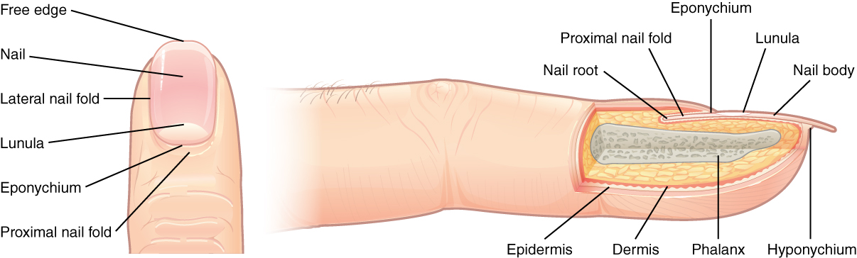 Integumentary System Building A Medical Terminology Foundation