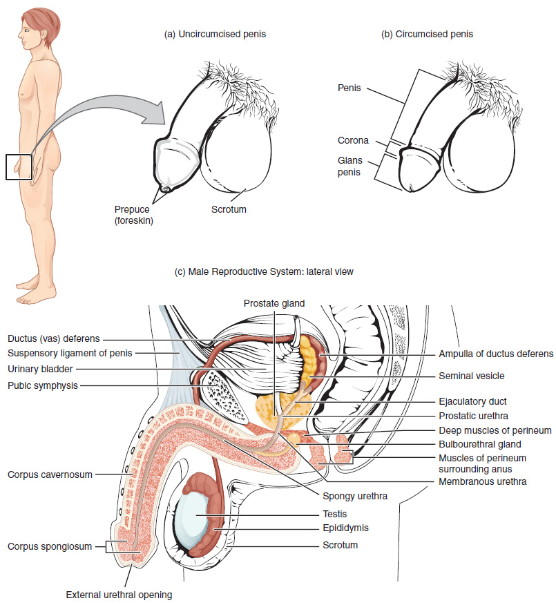 The male reproductive system. Image description available.